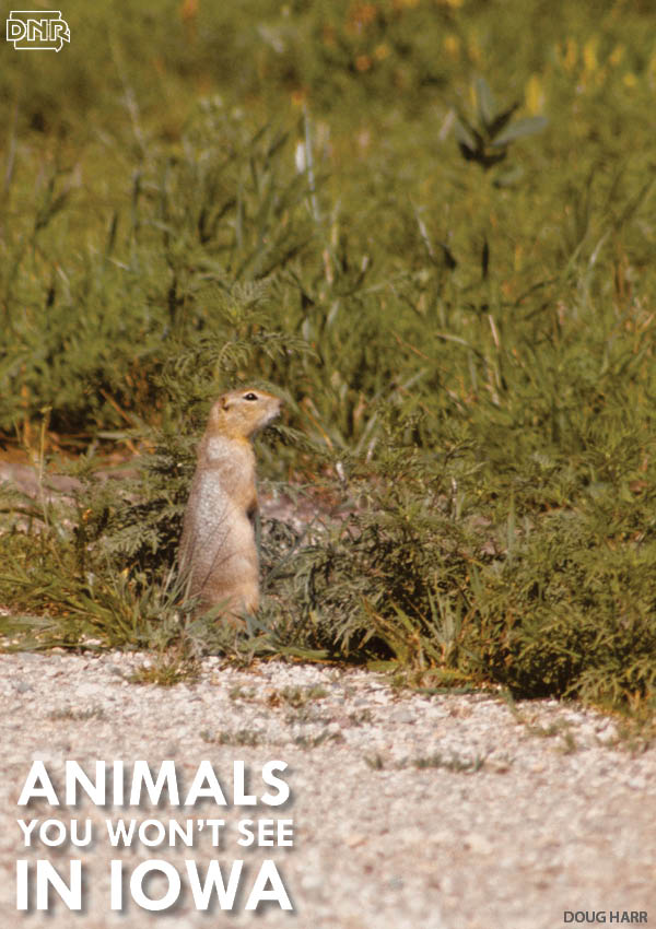 The Franklin's ground squirrel is one Iowa species that's tough to spot - learn about it and 8 other hard-to-see species | Iowa DNR